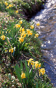Jonquilles